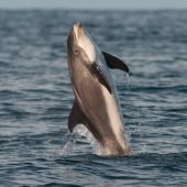 Dolphin in Northumberland