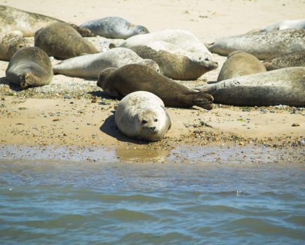 sealspottingblakeneypointnorfolkedited