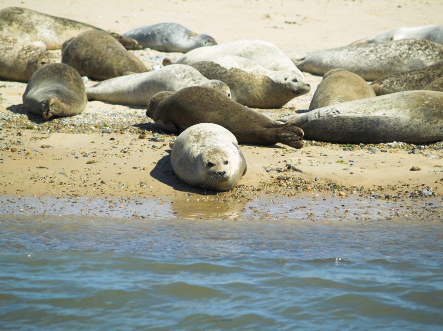 sealspottingblakeneypointnorfolkedited