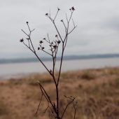 Seedhead by the sea