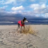 Coastal Dog of the year 2015 