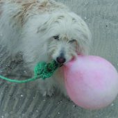 Coastal Dog of the year 2015 