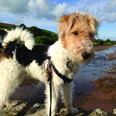 Coastal Dog of the year 2015 