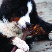 Coastal Dog of the year 2015 