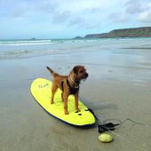 Coastal Dog of the year 2015 