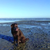 Coastal Dog of the year 2015 