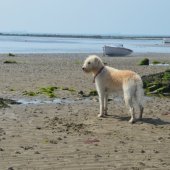 Coastal Dog of the year 2015 