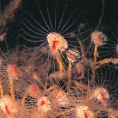 web-oaten-pipe-hydroid-paul-naylor-07041-351307