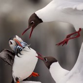 Wildlife Photographer of the Year 2014