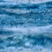 Wildlife Photographer of the Year 2014