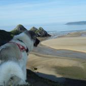 Coastal Dog of the year 2015 