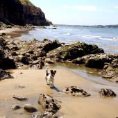 Coastal Dog of the year 2015 