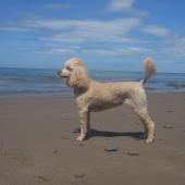 Coastal Dog of the year 2015 