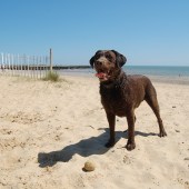 Coastal Dog of the year 2015 