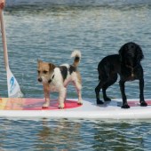 Coastal Dog of the year 2015 