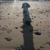 Coastal Dog of the year 2015 