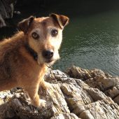 Coastal Dog of the year 2015 