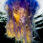 Underwater Photographer of the Year 2015