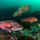 Underwater Photographer of the Year 2015