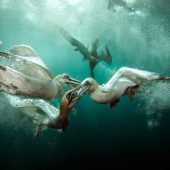 Underwater Photographer of the Year 2015