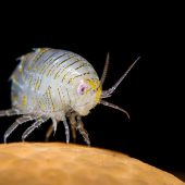 Underwater Photographer of the Year 2015