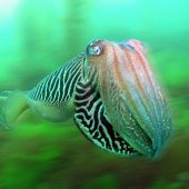 Underwater Photographer of the Year 2015