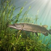 Underwater Photographer of the Year 2015