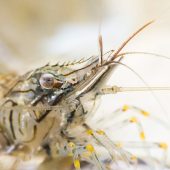 Underwater Photographer of the Year 2015