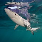 Underwater Photographer of the Year 2015