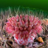 Underwater Photographer of the Year 2015