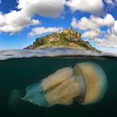 Underwater Photographer of the Year 2015