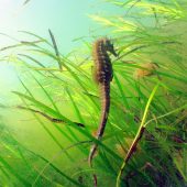 Underwater Photographer of the Year 2015
