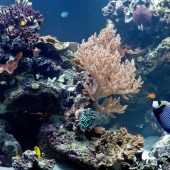 Coral Reefs: Secret Cities of the Sea © Natural History Museum London