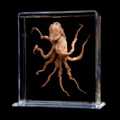 Coral Reefs: Secret Cities of the Sea © Natural History Museum London
