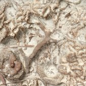 Coral Reefs: Secret Cities of the Sea © Natural History Museum London