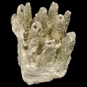 Coral Reefs: Secret Cities of the Sea © Natural History Museum London
