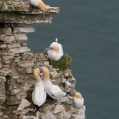 gannets3_sr