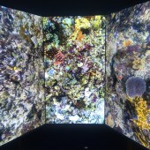 Coral Reefs: Secret Cities of the Sea © Ginny Weeks
