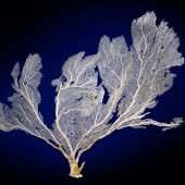 Coral Reefs: Secret Cities of the Sea © Natural History Museum London