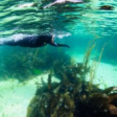 SNORKELLING WITH SEALS, OBAN, ARGYLL AND BUTE, SCOTLAND