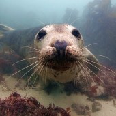 low_res_seal_snorkelling_20credit_tim_allsop