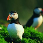PUFFINS ON SKOMER ISLAND, PEMBROKESHIRE, WALES © Crown copyright (2015) Visit Wales