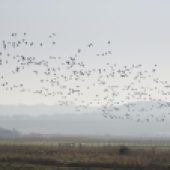 BIRDS IN FLIGHT AT CLEY-NEXT-THE-SEA, NORFOLK, ENGLAND Photo by © Visit Norfolk