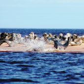 SEAL COLONY SEEN ON MARINE BIOLOGY FORRE IN MORAY FIRTH, SCOTLAND © Wild at Heart Ecoholidays