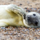 seal_pup_born_on_blakeney_point_nov_2014_-_photo_by_justin_minns