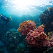Coral reef © Shutterstock
