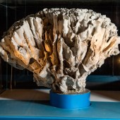 Coral Reefs: Secret Cities of the Sea © Natural History Museum London