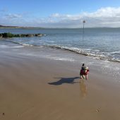 Coastal Dog of the year 2015 