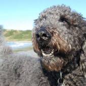 Coastal Dog of the year 2015 