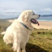 Coastal Dog of the year 2015 